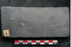 Foto (Detailansicht) von Plantae indet.  (NHMW-GEO-2024-0188-11205)